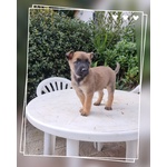 Allevamento Pastore Belga Malinois Puglia Campania Calabria - Foto n. 2