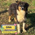 Gina Australian Sheperd Cerca casa - Dolce Cucciola 6 Mesi - Foto n. 1