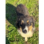 Gina Australian Sheperd Cerca casa - Dolce Cucciola 6 Mesi - Foto n. 2