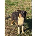 Gina Australian Sheperd Cerca casa - Dolce Cucciola 6 Mesi - Foto n. 4