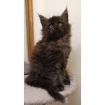 Cuccioli di Maine coon Linea Russa - Foto n. 4