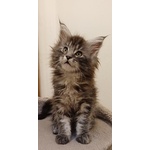 Cuccioli di Maine coon Linea Russa - Foto n. 5