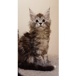 Cuccioli di Maine coon Linea Russa - Foto n. 7