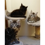 Cuccioli di Maine coon Linea Russa - Foto n. 1