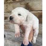 Ketty Dolce Cucciola Cerca casa - Futura Taglia Media - Foto n. 2