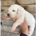 Ketty Dolce Cucciola Cerca casa - Futura Taglia Media - Foto n. 3