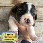 🐶 Altra Razza maschio di 7 settimane (cucciolo) in adozione a Latina (LT) e in tutta Italia da associazione animali