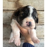 Cesare Dolce Cucciolo Futura Taglia Media Cerca casa - in Adozione - Foto n. 2