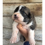 Cesare Dolce Cucciolo Futura Taglia Media Cerca casa - in Adozione - Foto n. 3