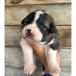 Cesare Dolce Cucciolo Futura Taglia Media Cerca casa - in Adozione - Foto n. 4