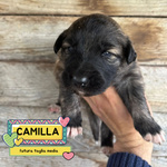 🐶 Altra Razza femmina di 7 settimane (cucciolo) in adozione a Latina (LT) e in tutta Italia da associazione animali