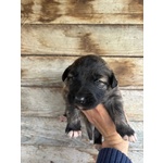 Camilla Dolce Cucciola Futura Taglia Media Cerca casa - in Adozione - Foto n. 3