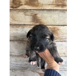 Camilla Dolce Cucciola Futura Taglia Media Cerca casa - in Adozione - Foto n. 4