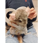 Vendesi Cincillà - Foto n. 2