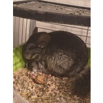 Vendesi Cincillà - Foto n. 3