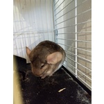 Vendesi Cincillà - Foto n. 4