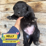 🐶 Altra Razza femmina di 3 settimane (cucciolo) in adozione a Latina (LT) e in tutta Italia da associazione animali