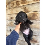 Kelly Dolce Cucciola Futura Taglia Media Cerca casa - in Adozione - Foto n. 2