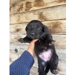 Kelly Dolce Cucciola Futura Taglia Media Cerca casa - in Adozione - Foto n. 3