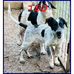 🐶 Altra Razza maschio in adozione a Roma (RM) e in tutta Italia da privato