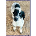 Teo Vagava Affamato per Strada - Foto n. 2