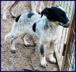 Teo Vagava Affamato per Strada - Foto n. 3