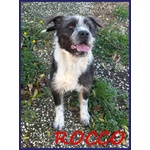 🐶 Altra Razza maschio in adozione a Roma (RM) e in tutta Italia da privato