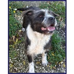 Rocco Bellissimo e Pieno di vita Urgente - Foto n. 2