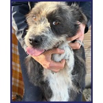 Rocco Bellissimo e Pieno di vita Urgente - Foto n. 4