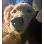 Lucky Cotone un Angelo che Aspetta Ancora - Foto n. 2