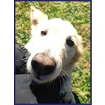 Lucky Cotone un Angelo che Aspetta Ancora - Foto n. 3