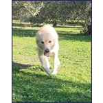 Lucky Cotone un Angelo che Aspetta Ancora - Foto n. 4