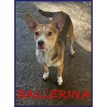 🐶 Altra Razza femmina in adozione a Roma (RM) e in tutta Italia da privato