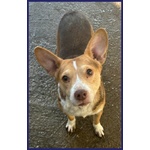 Ballerina Simil Podenco 8 kg Rinchiusa in un Box - Foto n. 2