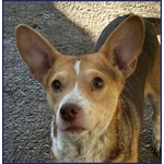 Ballerina Simil Podenco 8 kg Rinchiusa in un Box - Foto n. 3