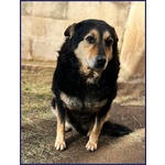 🐶 Altra Razza maschio in adozione a Roma (RM) e in tutta Italia da privato