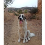 Luca 2anni Quanta Solitudine! 40kg - Foto n. 3