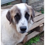 Luca 2anni Quanta Solitudine! 40kg - Foto n. 4