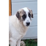 Luca 2anni Quanta Solitudine! 40kg - Foto n. 5