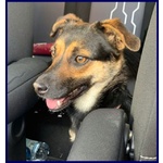 Lilly e argo Bravi un po' Vagabondi - Foto n. 2