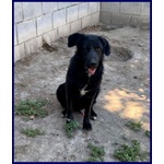 🐶 Altra Razza maschio in adozione a Milano (MI) e in tutta Italia da privato