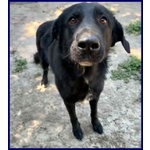 Smog 5anni Dolce e Remissivo! - Foto n. 4