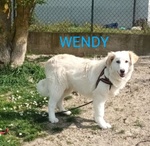 🐶 Altra Razza femmina in adozione a Milano (MI) e in tutta Italia da privato