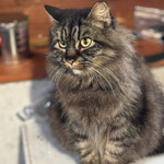 Pina Gattina Dolce e Buona Cerca casa - in Adozione - Foto n. 2