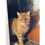 🐱 Europeo femmina di 4 mesi in adozione a Latina (LT) e in tutta Italia da associazione animali