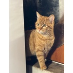 Leone Dolce Gattino Rosso 4 mesi Cerca casa - in Adozione - Foto n. 2