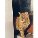 Leone Dolce Gattino Rosso 4 mesi Cerca casa - in Adozione - Foto n. 3