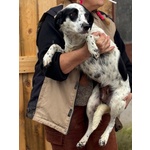 Teresa Dolce Cagnolina 1 anno Cerca casa - 12 Kg - Foto n. 2