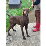 🐶 Bracco Tedesco maschio di 1 anno e 5 mesi in adozione a Latina (LT) e in tutta Italia da associazione animali