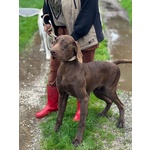 Brando Stupendo Kurzhaar puro 16 mesi Cerca casa - in Adozione - Foto n. 2